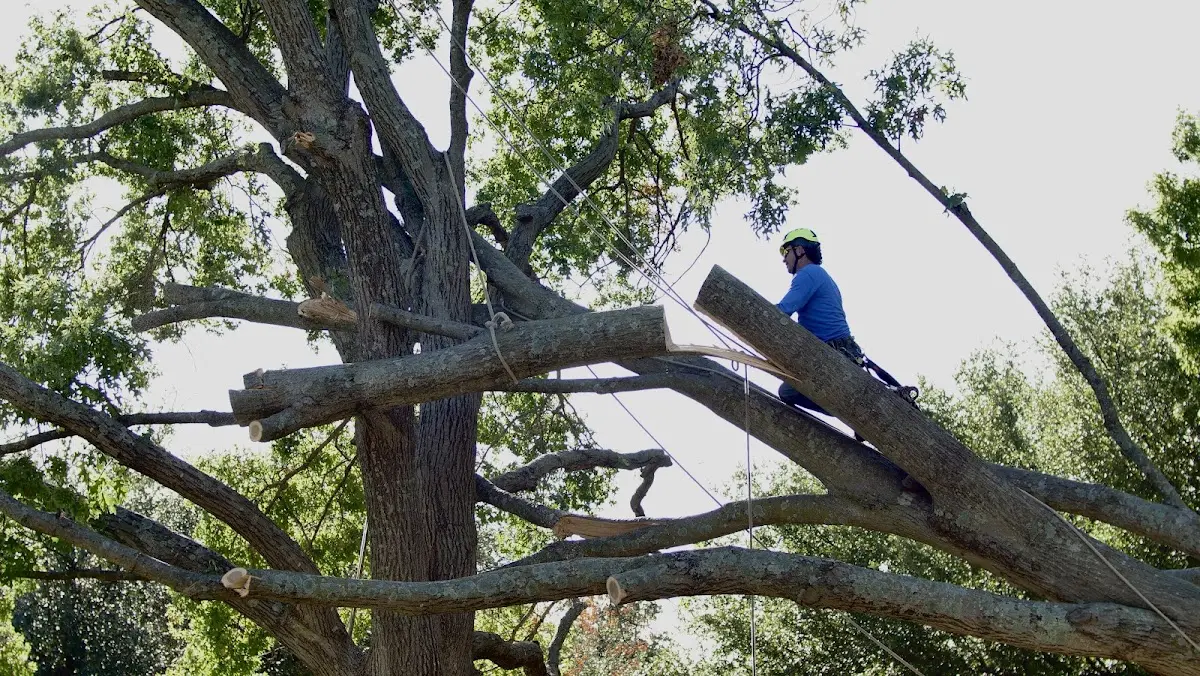 Professional Crown Thinning performed by certified arborists in Yellville