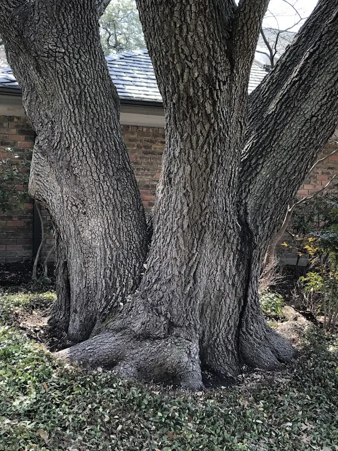 Mature heritage tree close to a Yellville property cared for by certified arborists